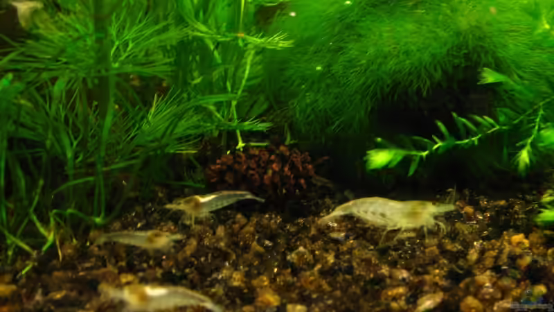 White Pearl von Niko Toumanidis (14)