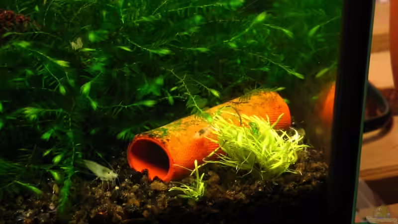 White Pearl von Niko Toumanidis (15)