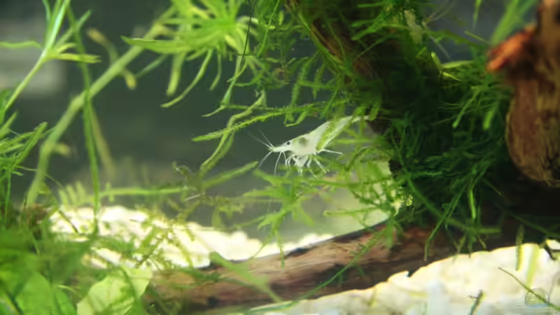 White Pearl von Yusui (3)