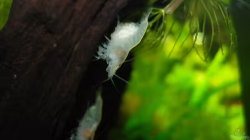 White Perl Garnele mit befruchteten Eiern von Aquarienfreund44 (28)