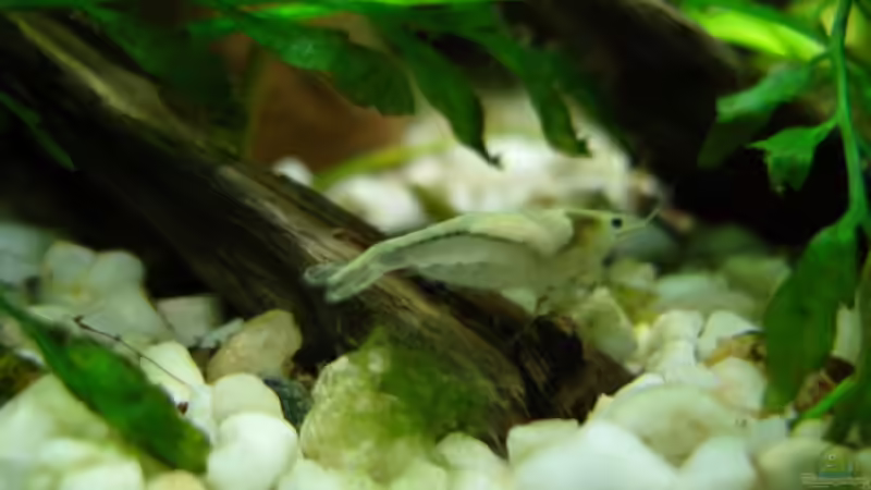 White Perl Garnele Weibchen von Aquarienfreund44 (27)