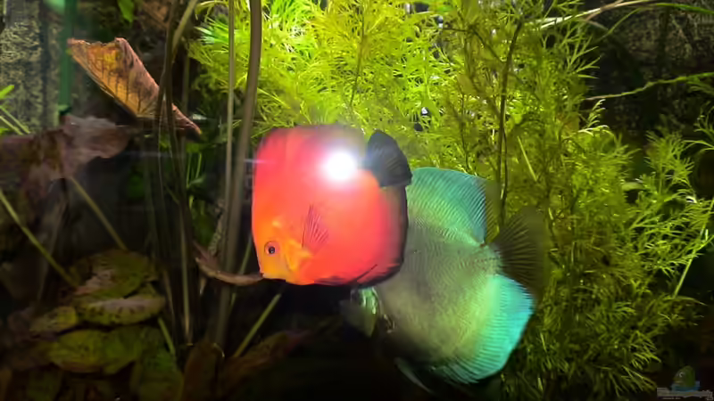 White Red Malboro und Blue Diamant von Uwe Raschke (12)