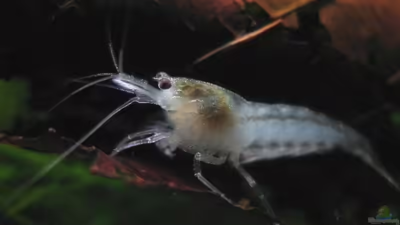 Whitepearl Männchen von Andreas Zitt (6)