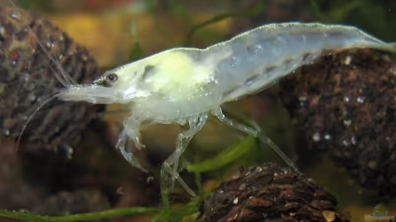 Whitepearl von Andreas Zitt (3)