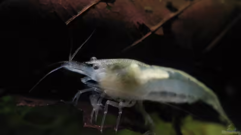 Whitepearl von Andreas Zitt (5)