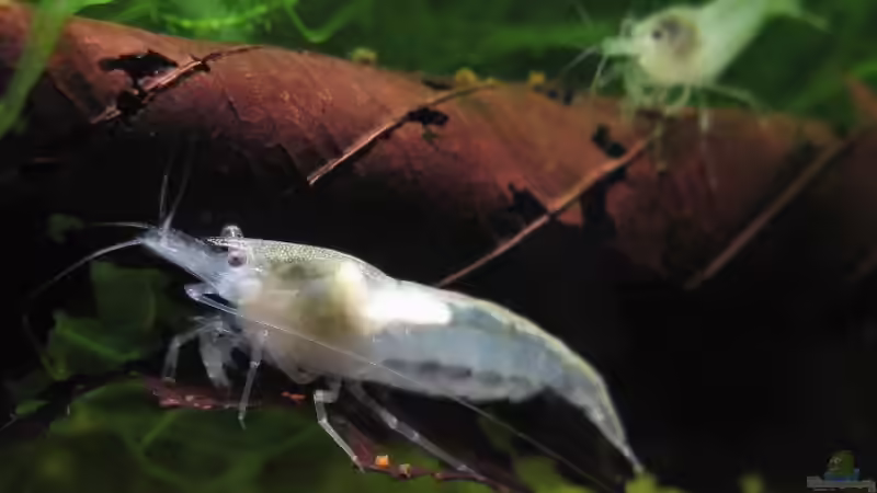 Whitepearl Weibchen von Andreas Zitt (2)