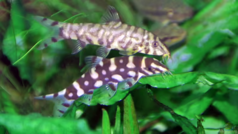 Who ate the shrimp? Botia striata or Botia kubotai, They are a team!!!! von lomarraco (55)