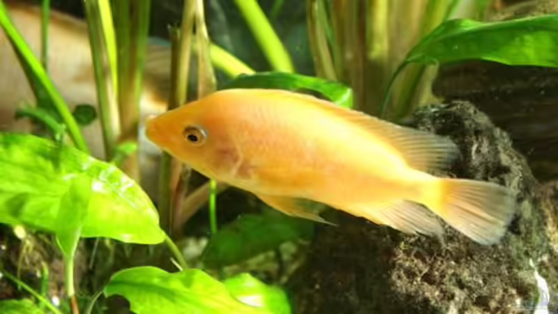 Wie, bzw. wo bekomme ich meine "falschen"Fische los??? 