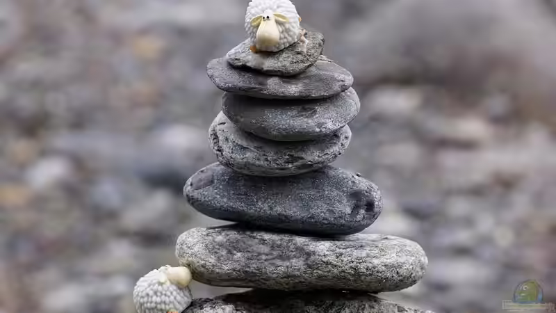 Wie Aquaristik, Terraristik, Teich- und Gartenpflege dir helfen, Körper und Geist in Einklang zu bringen