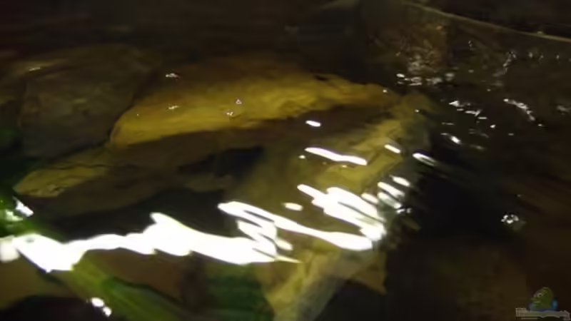 Wie bekommt man das Wasser im Aquarium glasklar?