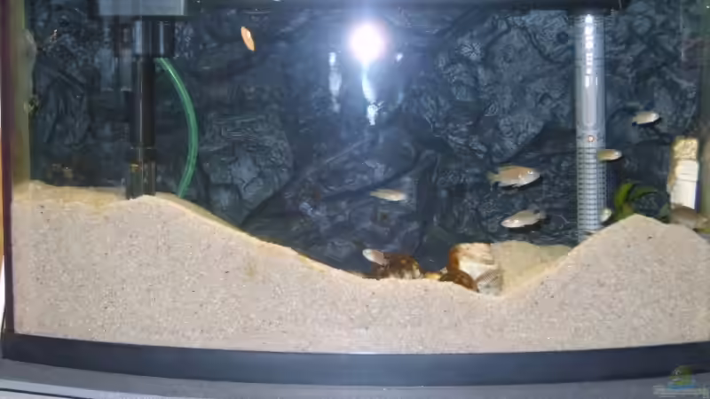 wie die Maulwürfe von Matthias Söldner (2)