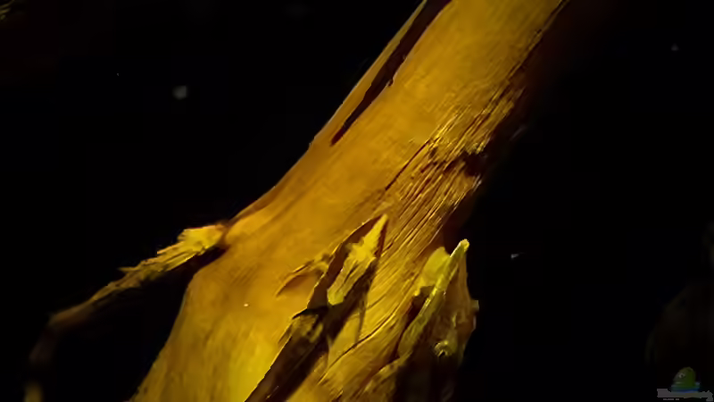 wie die Mutter so die Tochter von Sebastian Müller (58)