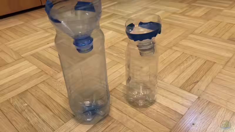 Wie fängt man flotte Fische im Aquarium?