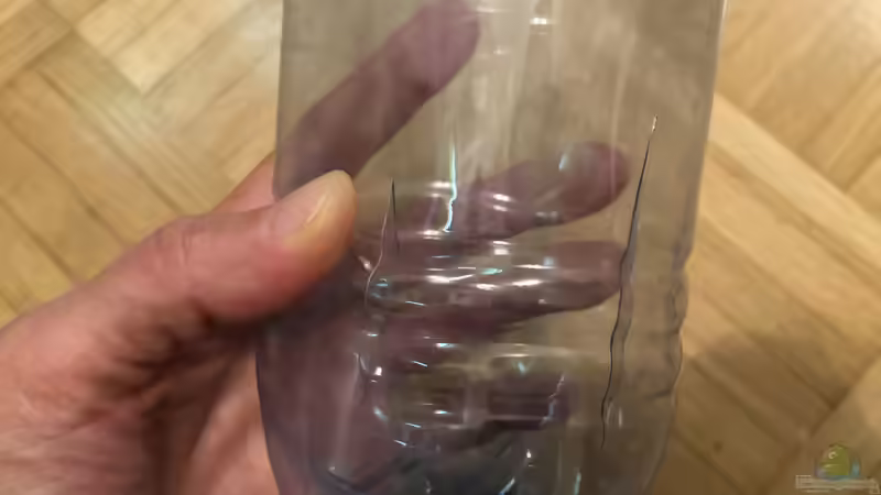 Wie fängt man flotte Fische im Aquarium?