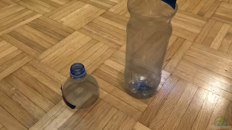 Wie fängt man flotte Fische im Aquarium?