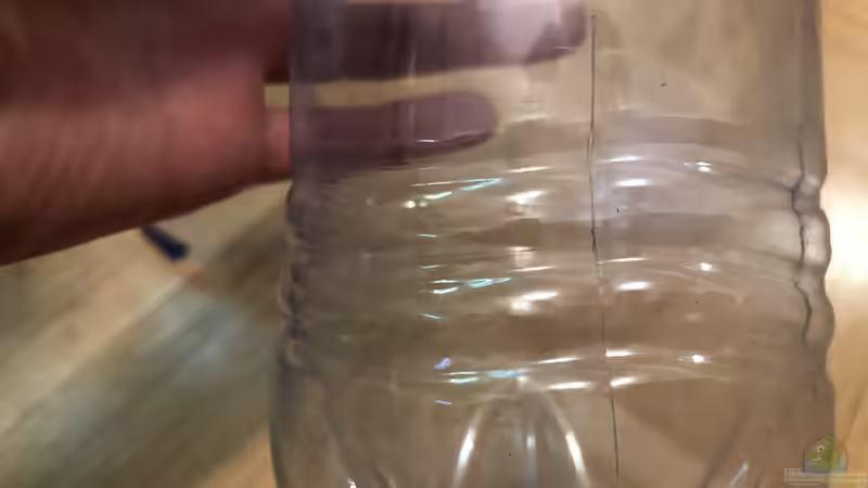 Wie fängt man flotte Fische im Aquarium?