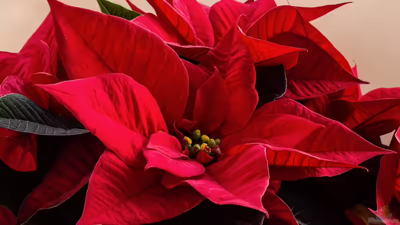 Wie geht es eigentlich eurem Weihnachtsstern?