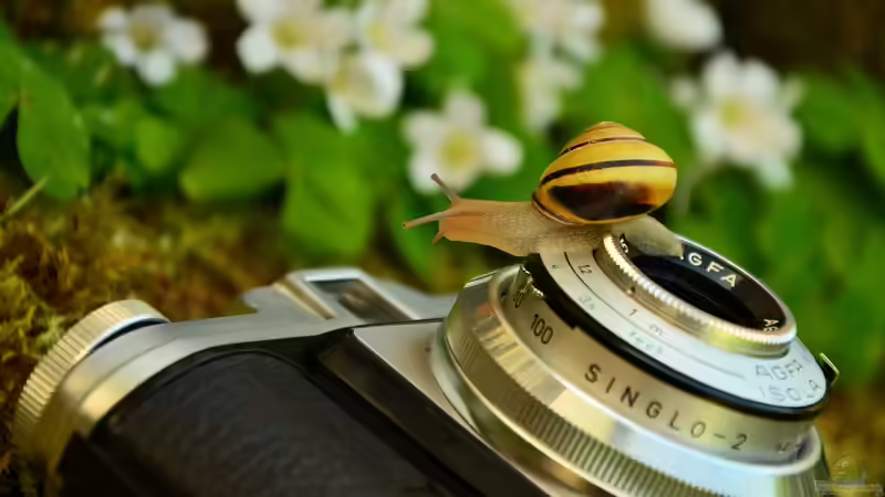 Wie gelingt ein großartiges Foto vom Terrarium?