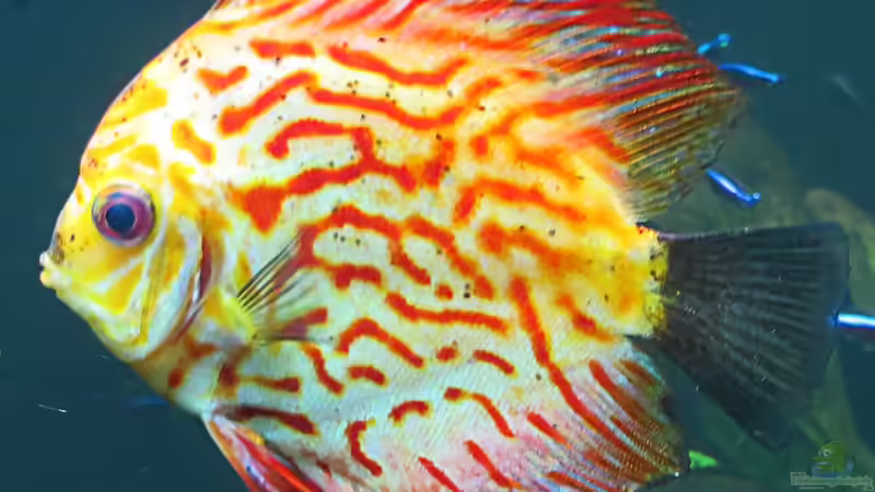 Wie Gerbstoffe und Huminsäure die Wasserwerte beeinflussen