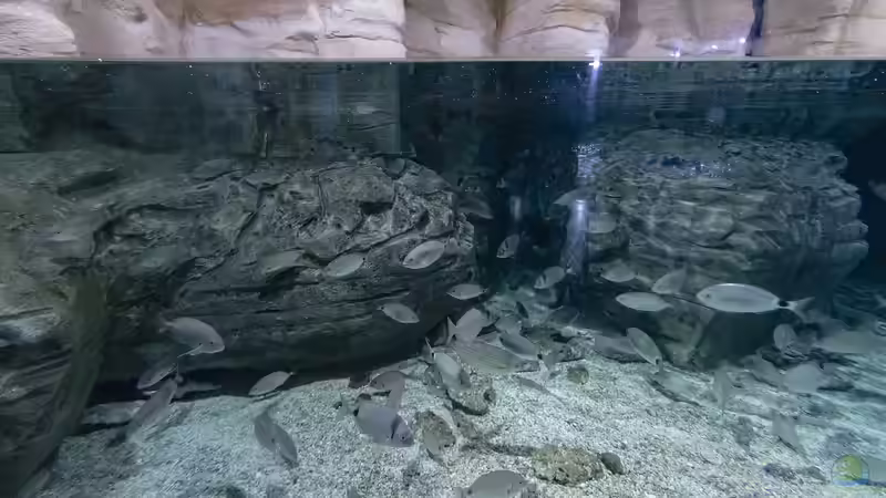 Wie groß soll, kann oder muss das Aquarium sein?