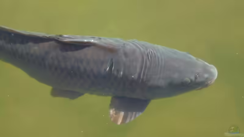 Wie groß werden Karpfen im Gartenteich?