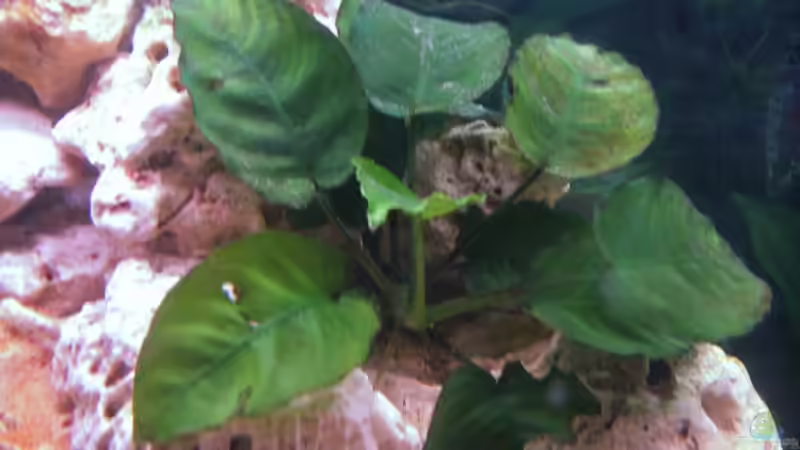 Wie heisst diese Pflanze ?? Ich bitte um Hilfe !! von Danny Mietzsch (8)