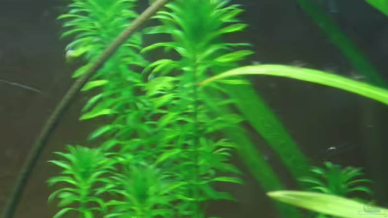 wie heißt diese Pflanze von Frank Förster (7)