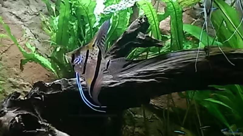 wie im Dschungel.. von Ottche (102)