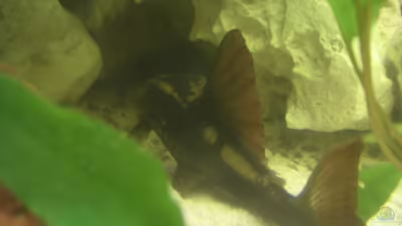 Wie immer, nur von hinten beim wegschwimmen von Thomas Schlechter (16)