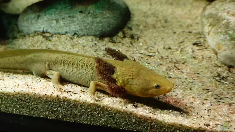 Wie jagt ein Axolotl?