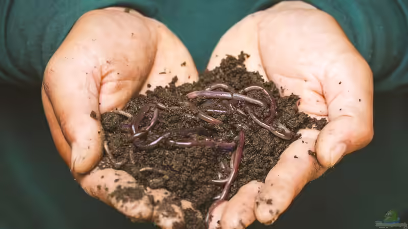 Wie kann man den Boden im Garten lockern?