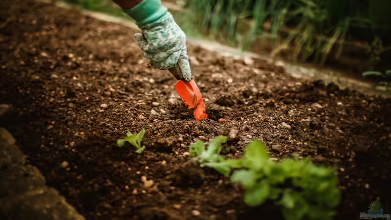 Wie kann man den Boden im Garten lockern?