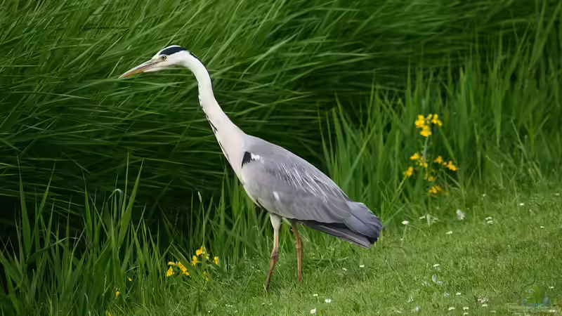 Wie kann man Teichfische vor dem Fischreiher schützen?
