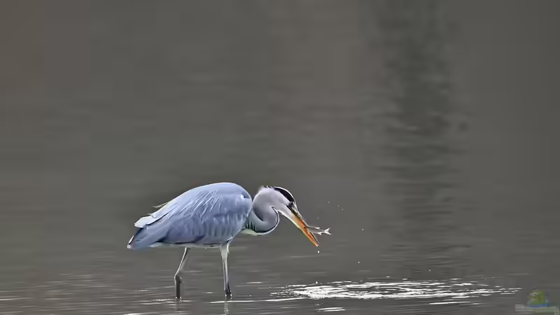 Wie kann man Teichfische vor dem Fischreiher schützen?