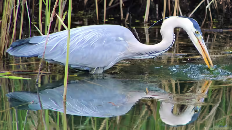 Wie kann man Teichfische vor dem Fischreiher schützen?