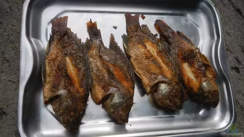 Wie können Tilapien aus Aquakulturen helfen, das Hungerproblem in Afrika zu bekämpfen?