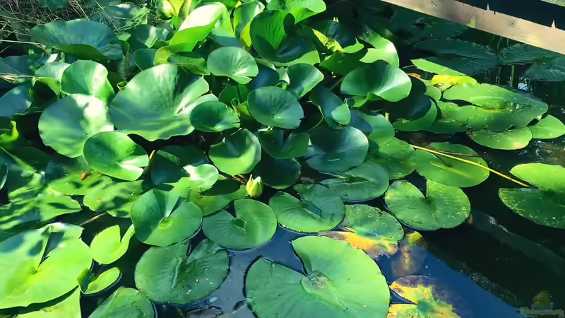 Wie man die Fische im Gartenteich vor Fressfeinden schützt: Effektive Methoden und Tipps