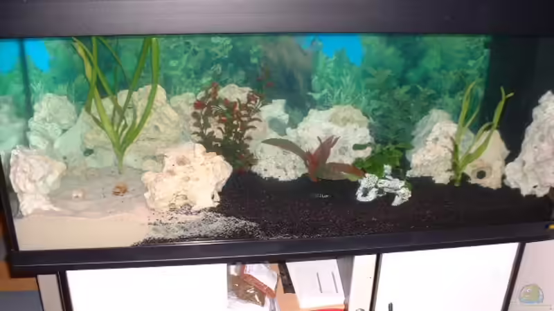 Wie man erkennen kann sind die Lochsteine gut zu erkennen 30 Kilo von Detlef Hasselbach (13)