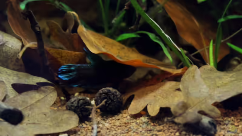 wie man hier sieht... von die Perle... (23)