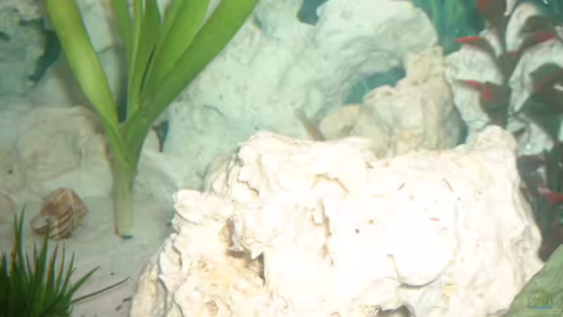 wie man sehen kann kräftiger wuchs der hakenlilie Noch (-: von Detlef Hasselbach (7)