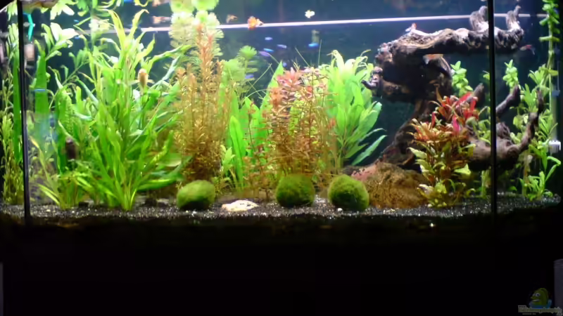 Bio-CO2 für das Aquarium (Wie du deine CO2-Düngungs selbst bauen kannst)