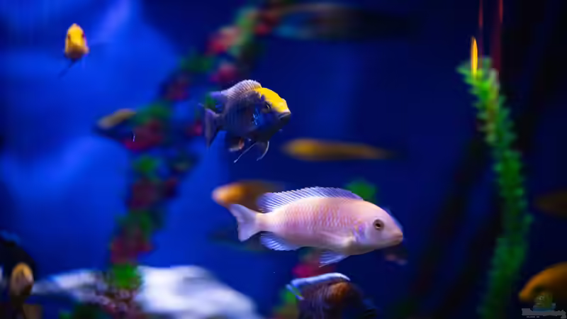 Wie Online-Bewertungen Aquarienbesitzern bei der Wahl der richtigen Ausstattung helfen: Leitfaden für Aquarianer