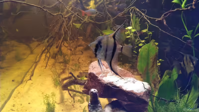 Wie Pech und Schwefel von SaMü (34)