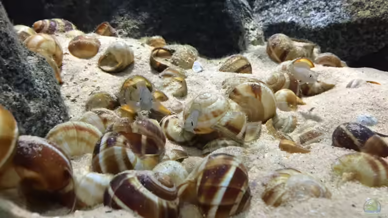 Wie schlau sind Aquariumfische?