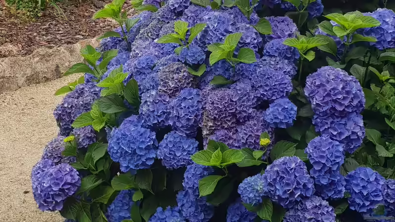Wie Sie Ihre Hortensien Jahr für Jahr üppig blühen lassen: Tipps und Tricks für prächtige Blütenpracht