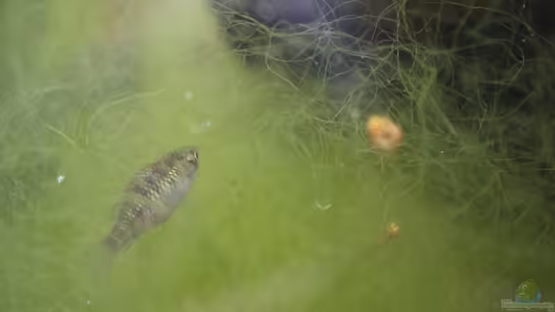 Wie verhindere ich Algenwachstum in meinem Aquarium?