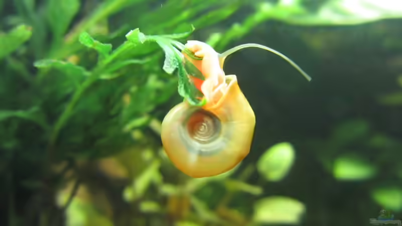 Wie verschickt man Aquarium-Schnecken?