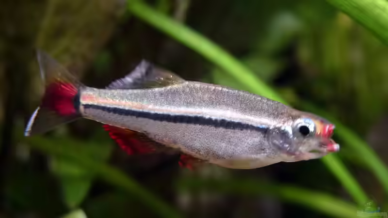 wie weit er sein Maul öffnen kann... von Summse (32)