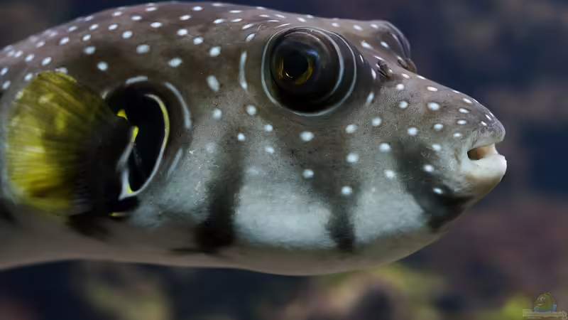 Wie wirkt das Gift der Kugelfische? Ein tiefer Einblick in Tetrodotoxin