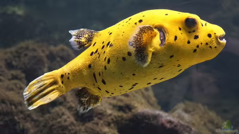 Wie wirkt das Gift der Kugelfische? Ein tiefer Einblick in Tetrodotoxin